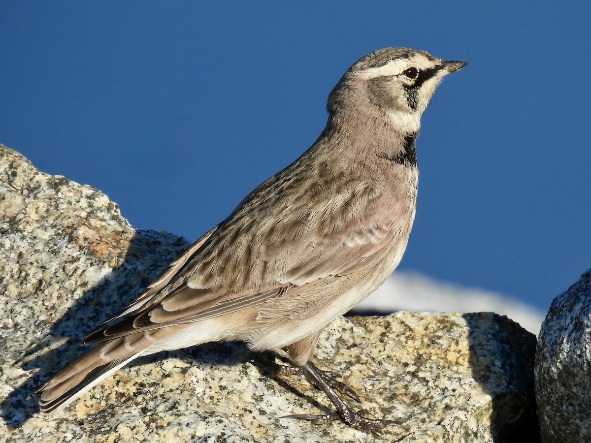 Horned Lark - ML641984994