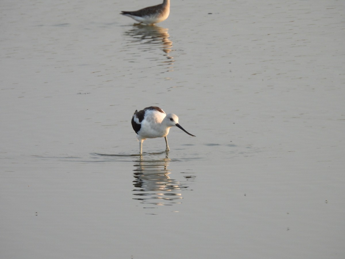 American Avocet - ML641985028