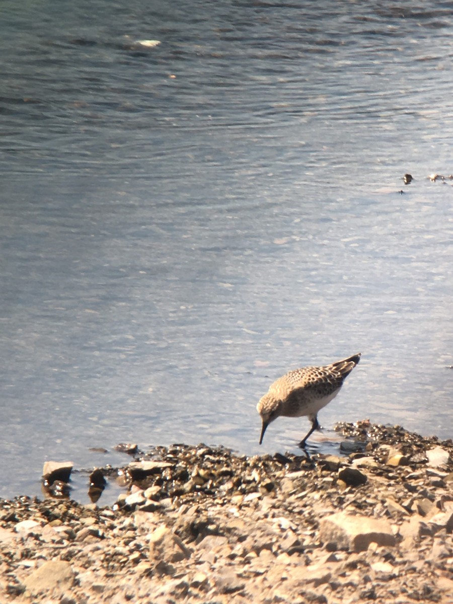 Baird's Sandpiper - ML641985029