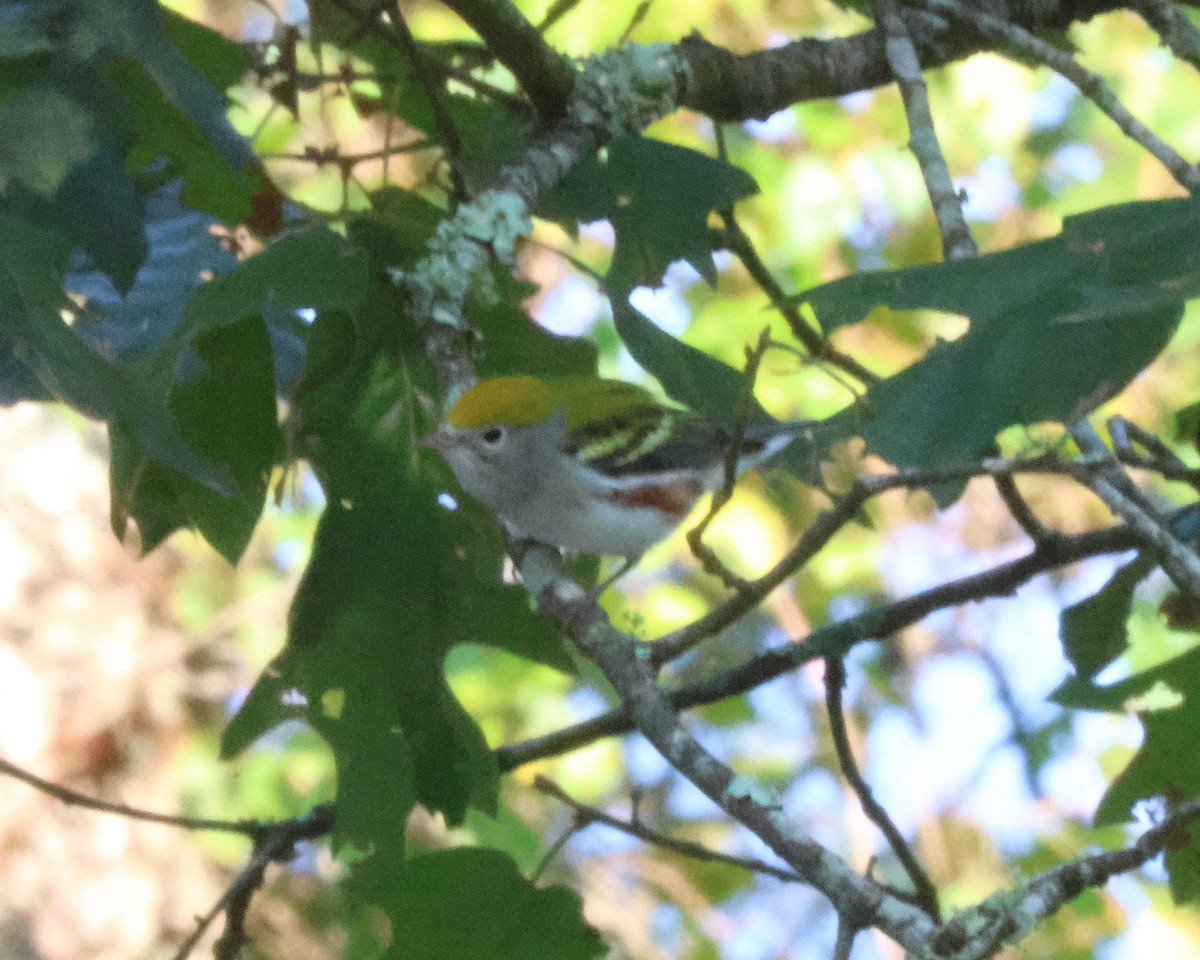 Chestnut-sided Warbler - ML641985033