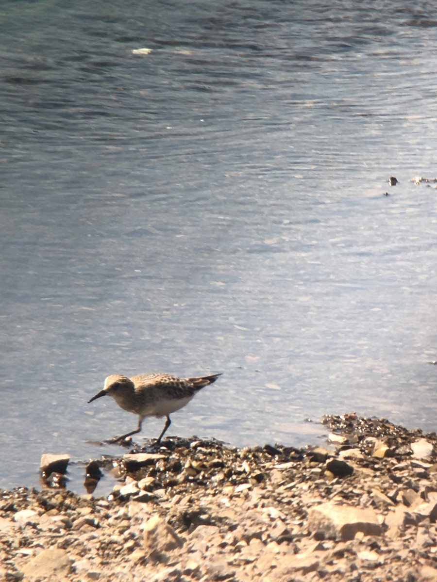 Baird's Sandpiper - ML641985034