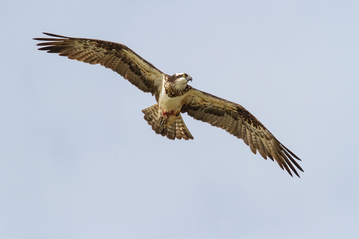 Osprey (Eurasian) - ML641985043
