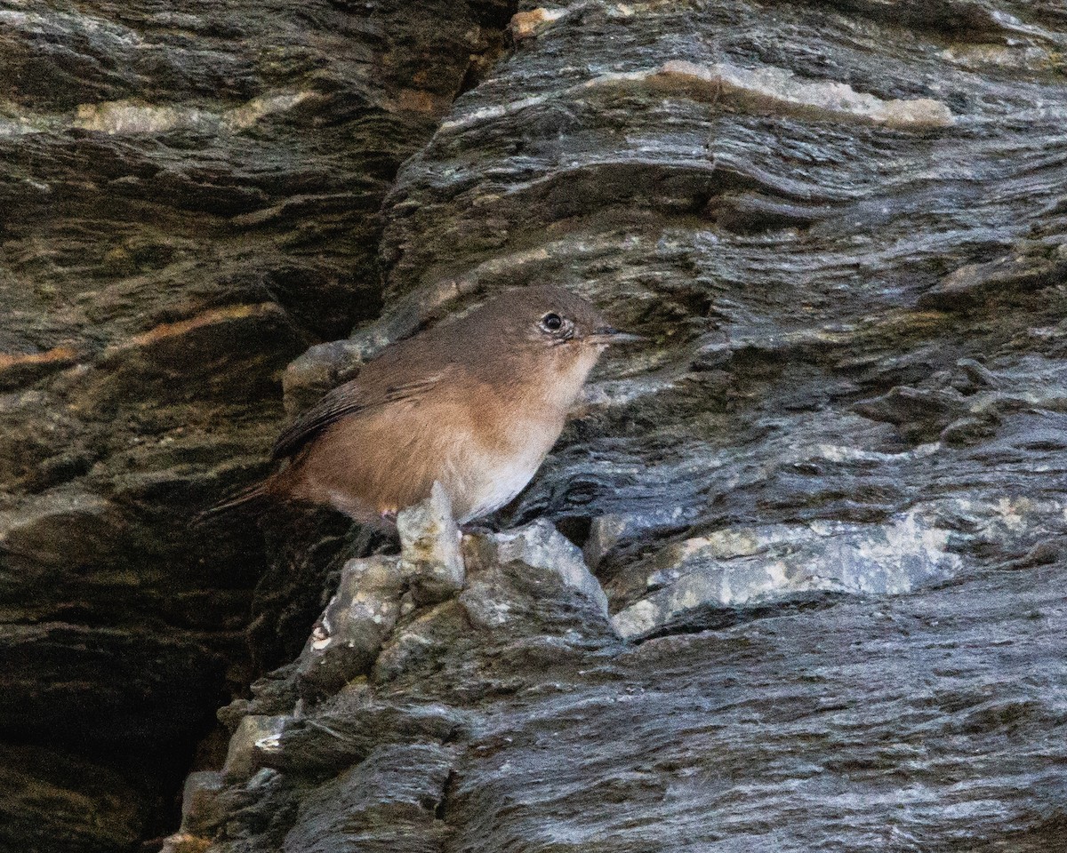 Southern House Wren - ML641985044