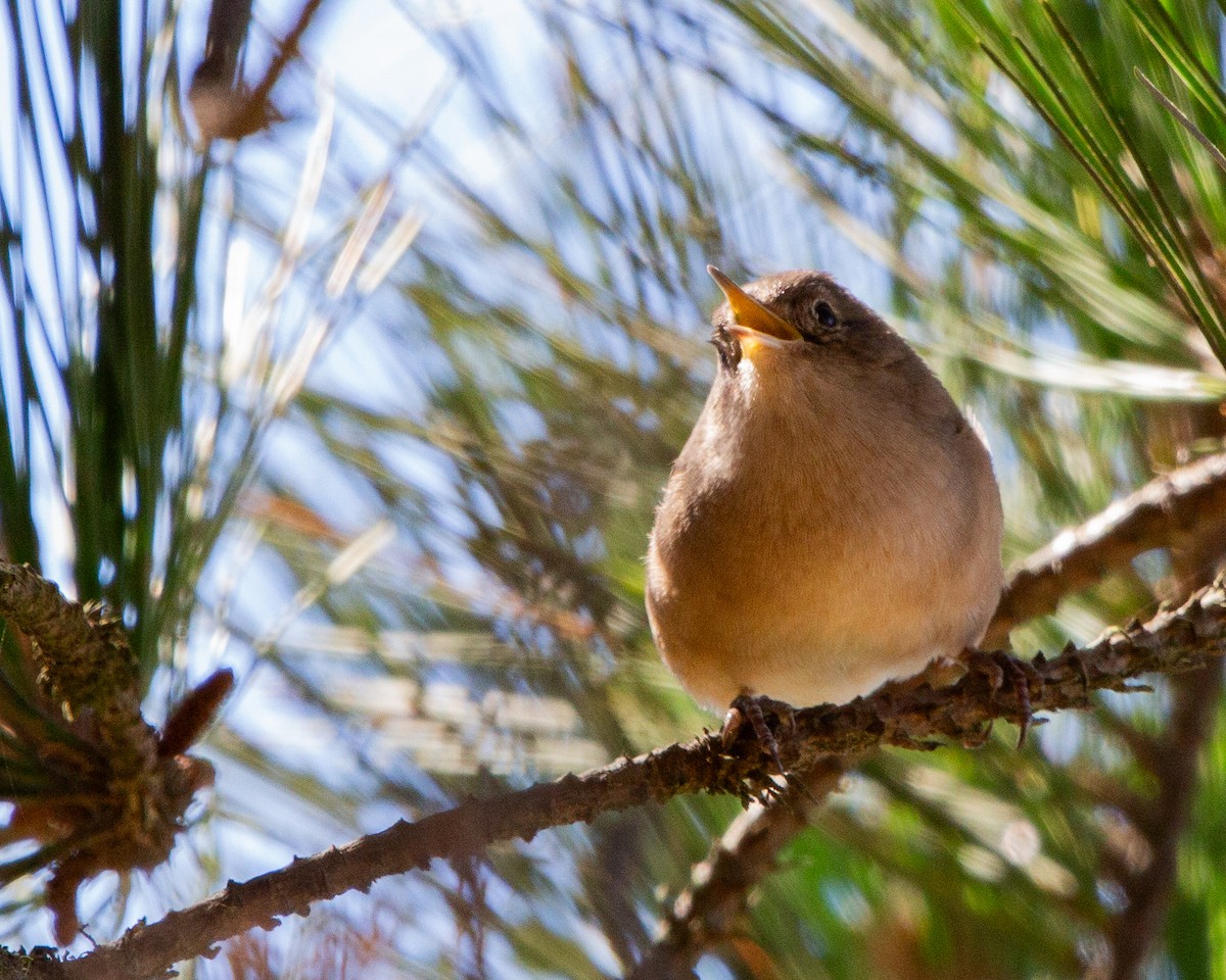 Southern House Wren - ML641985045