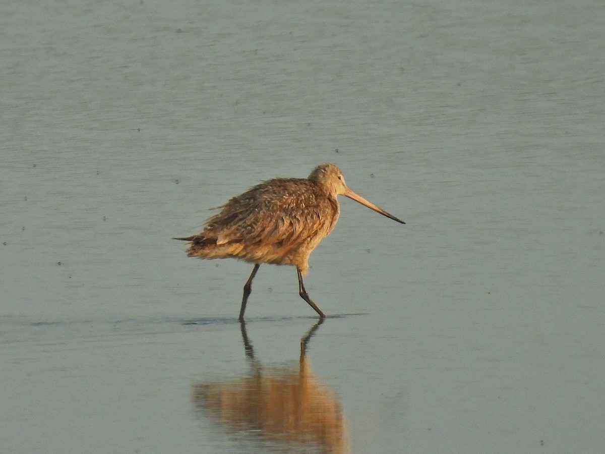 Marbled Godwit - ML641985083