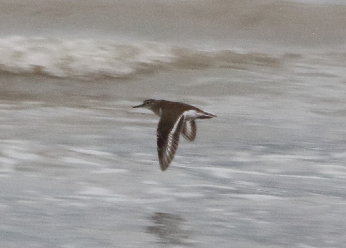 Common Sandpiper - ML641985084