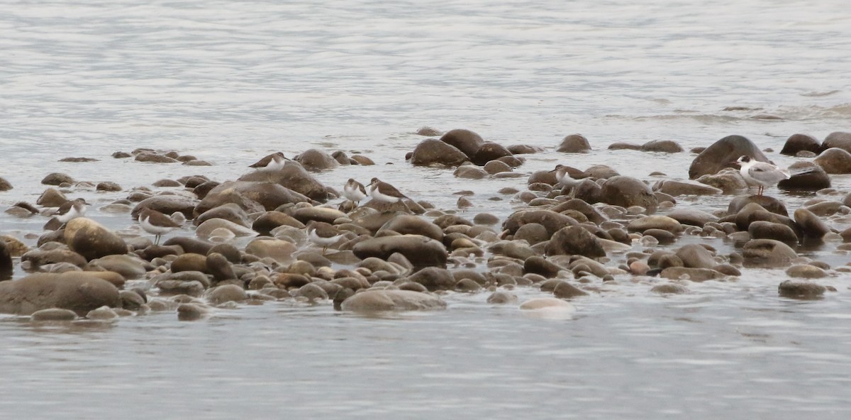 Common Sandpiper - ML641985085