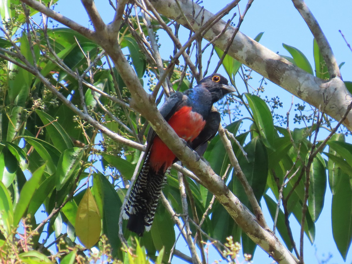 trogon modrotemenný - ML641985126