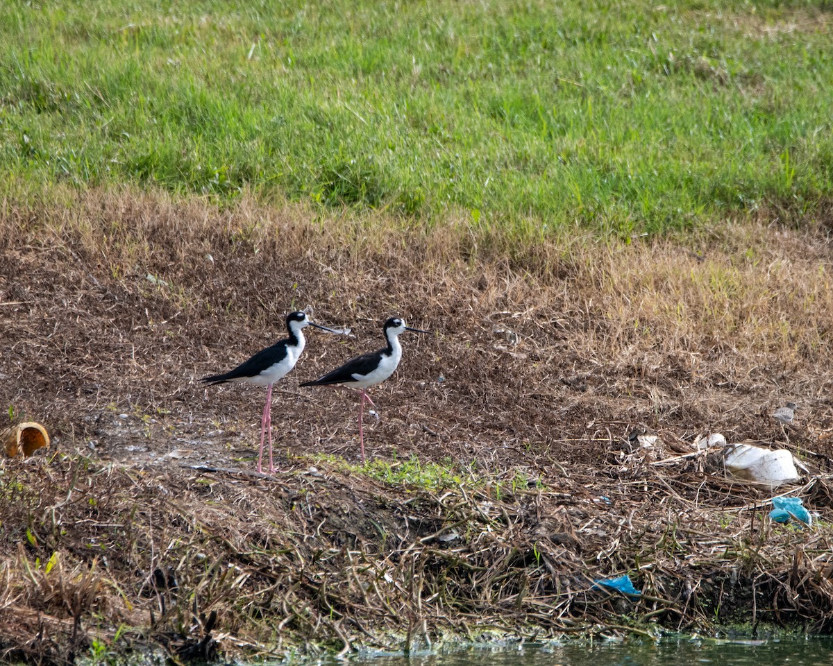 Black-necked Stilt - ML641985134