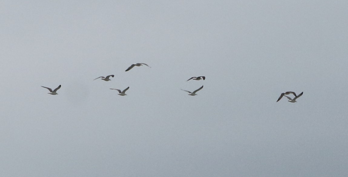 goéland ou mouette sp. - ML641985136