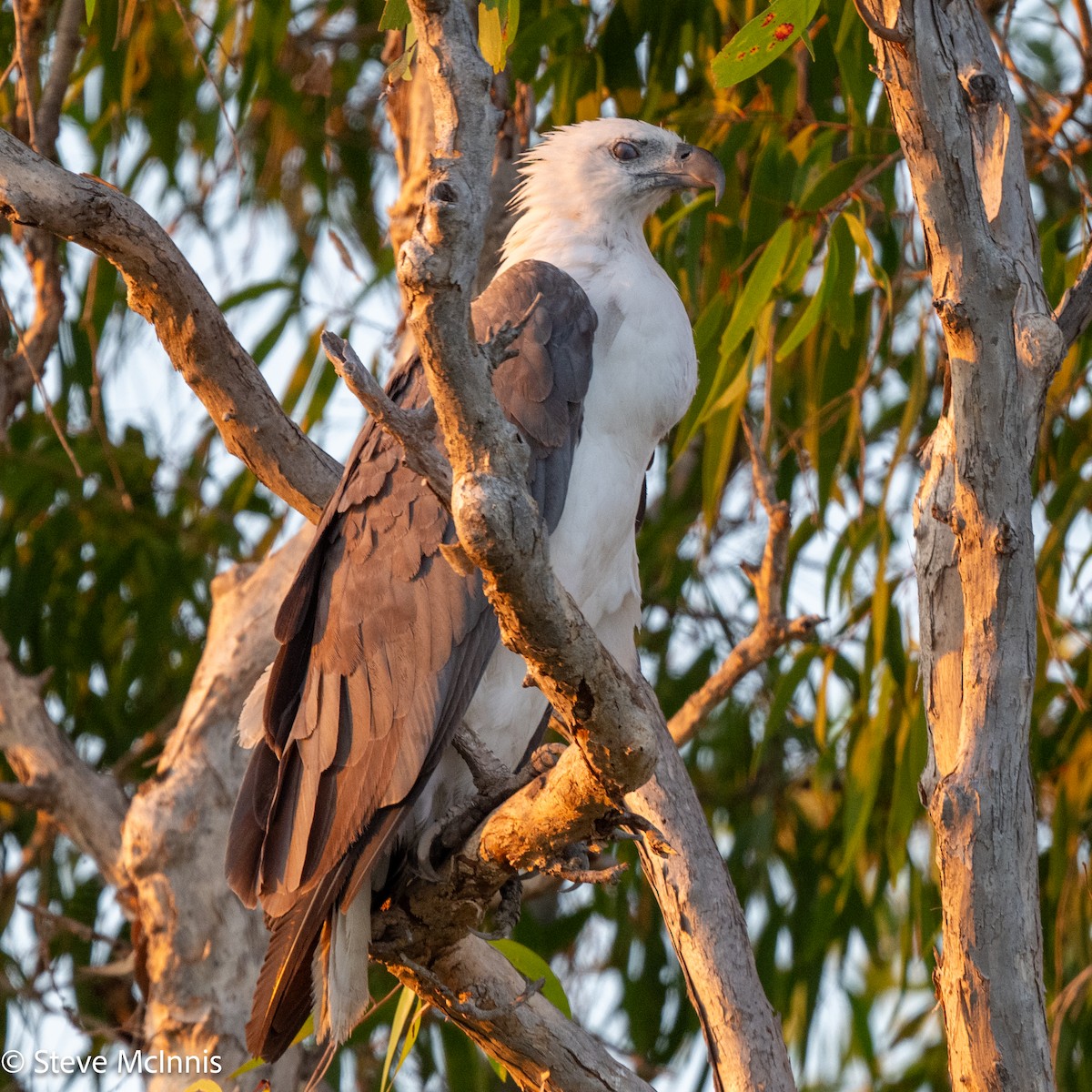 White-bellied Sea-Eagle - ML641985138