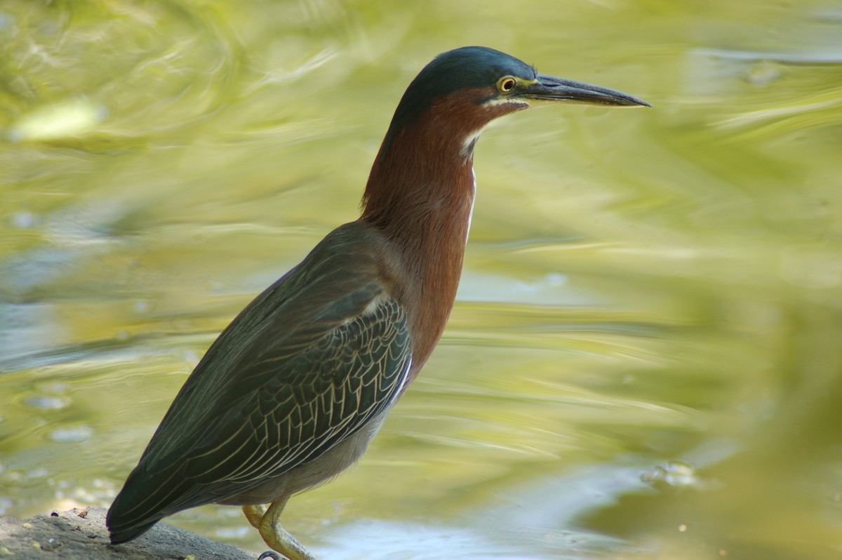 Green Heron - ML641985154