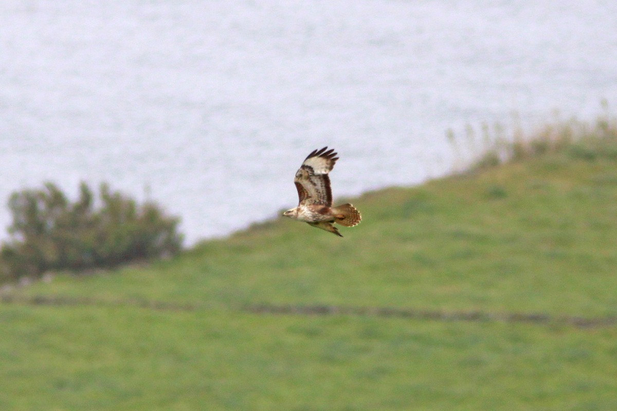 Common Buzzard - ML641985177