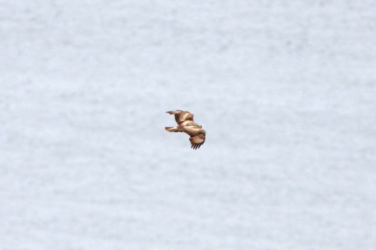 Common Buzzard - ML641985178