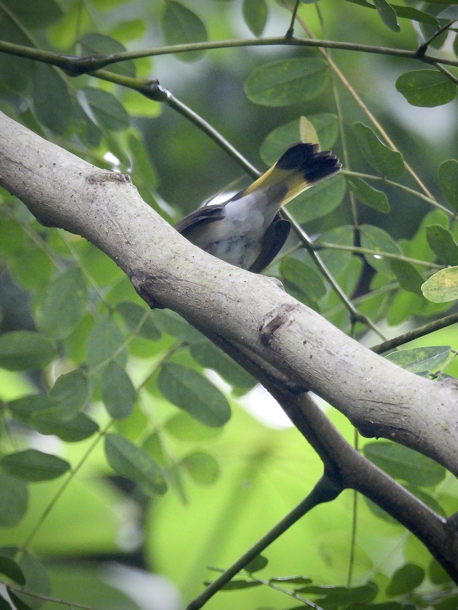 American Redstart - ML641985188