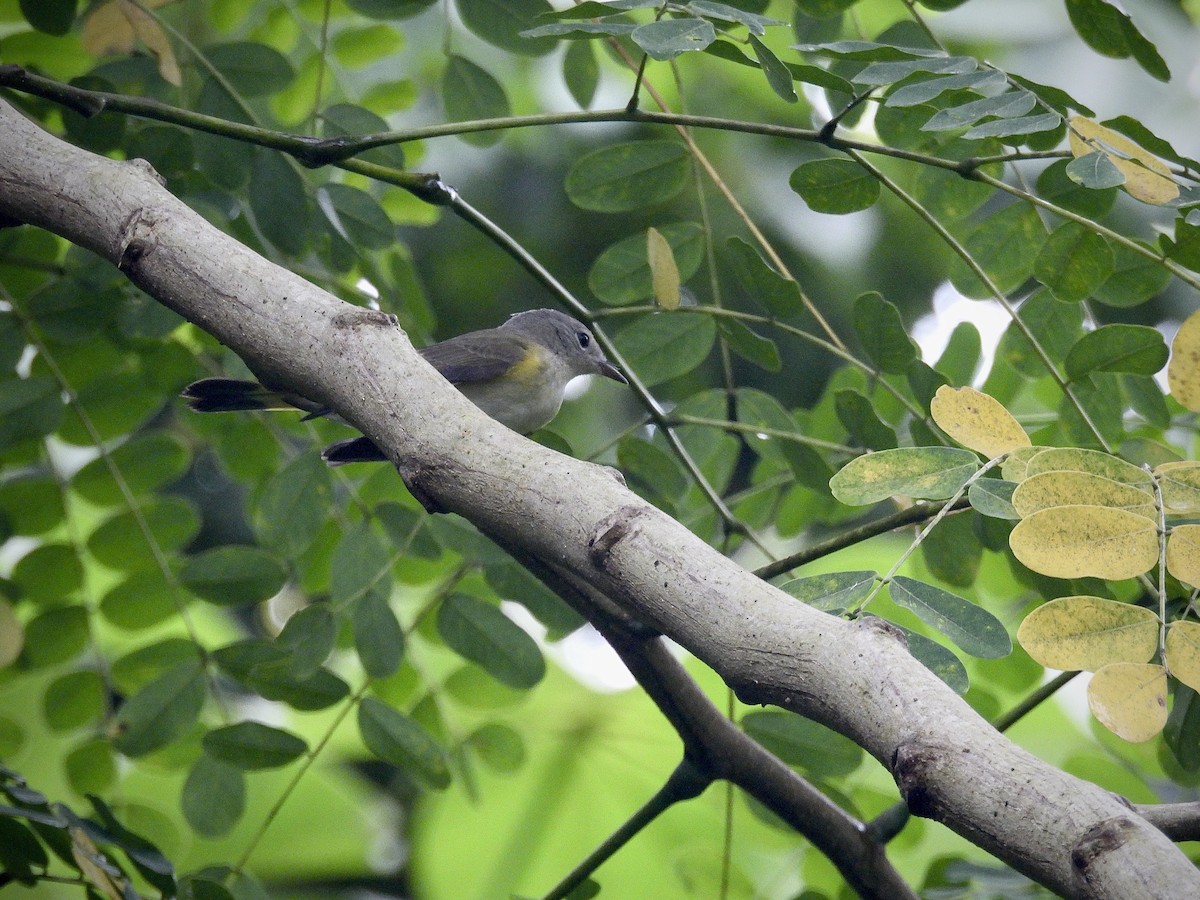 American Redstart - ML641985189