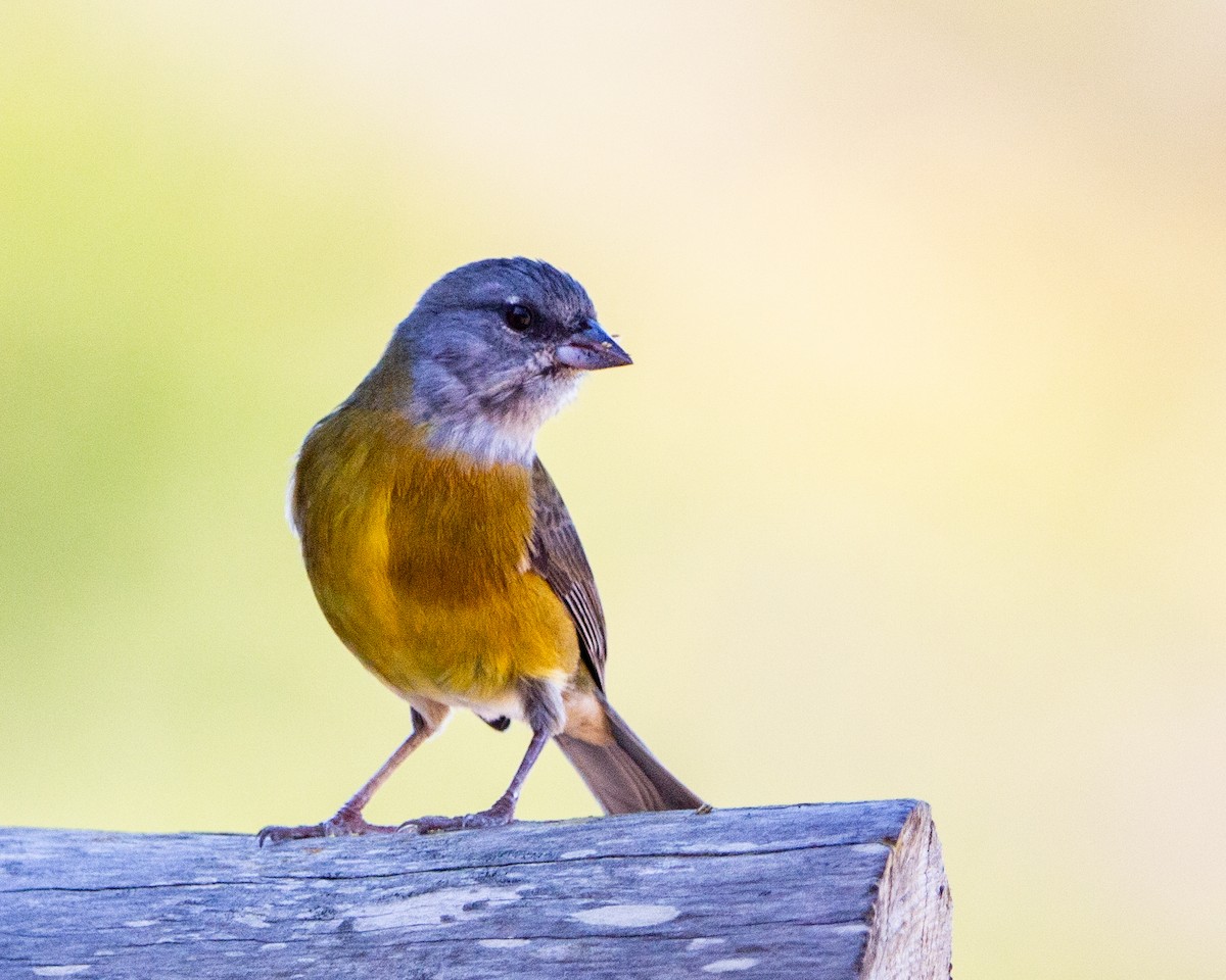 Patagonian Sierra Finch - ML641985192