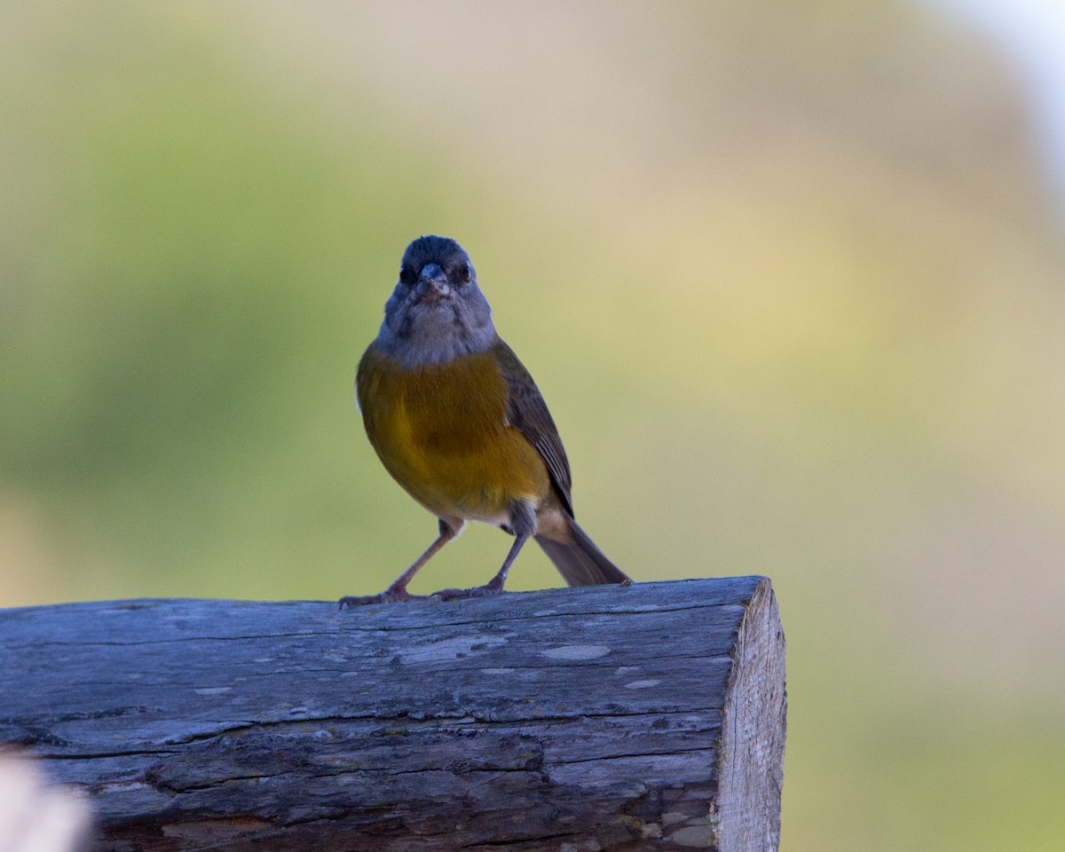 Patagonian Sierra Finch - ML641985193