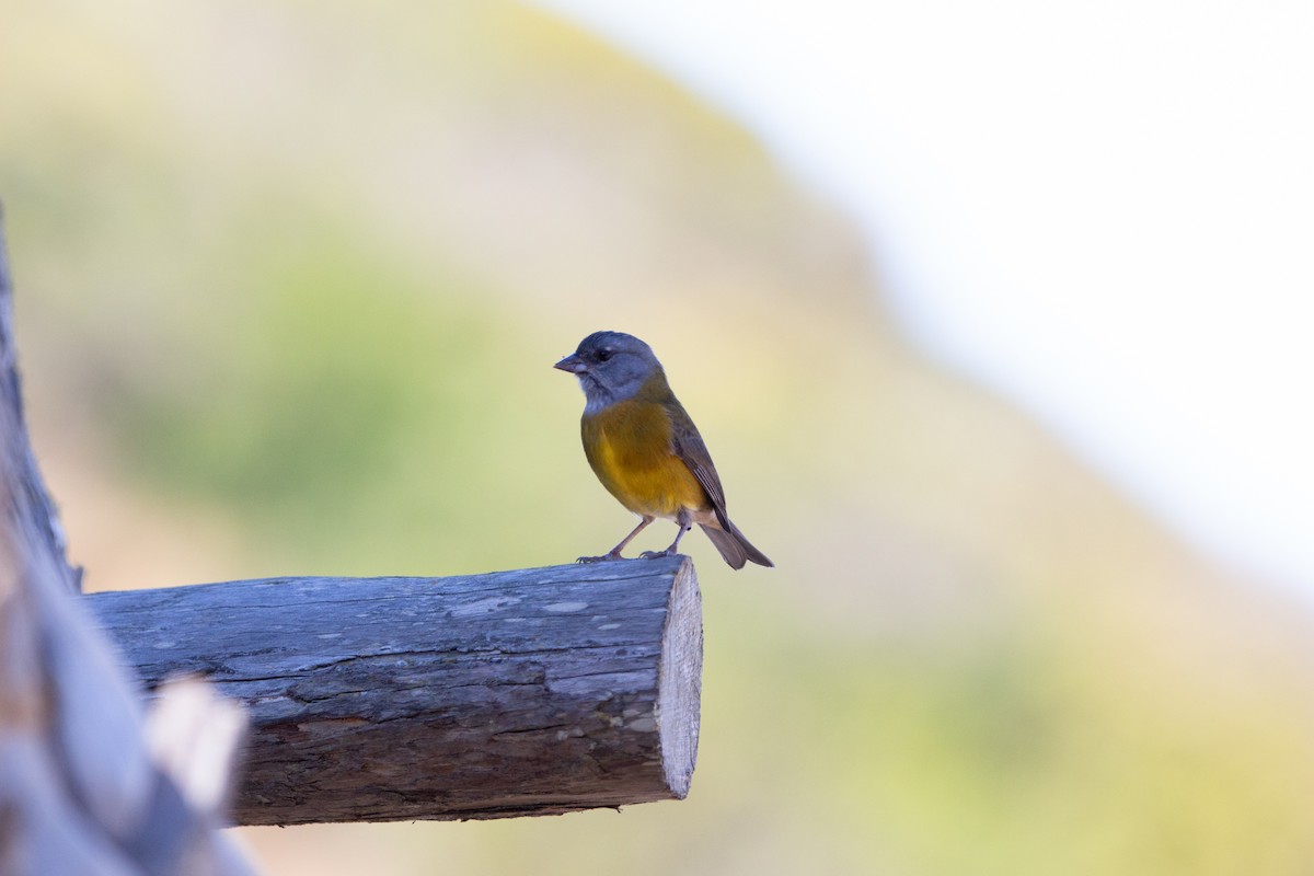 Patagonian Sierra Finch - ML641985194