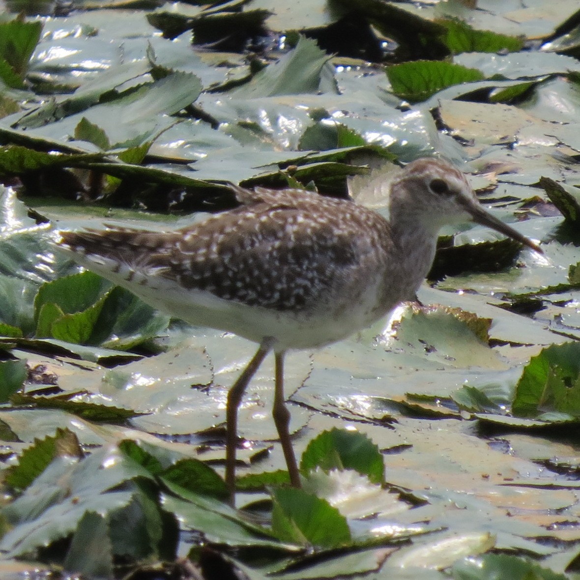 Bruchwasserläufer - ML641985213