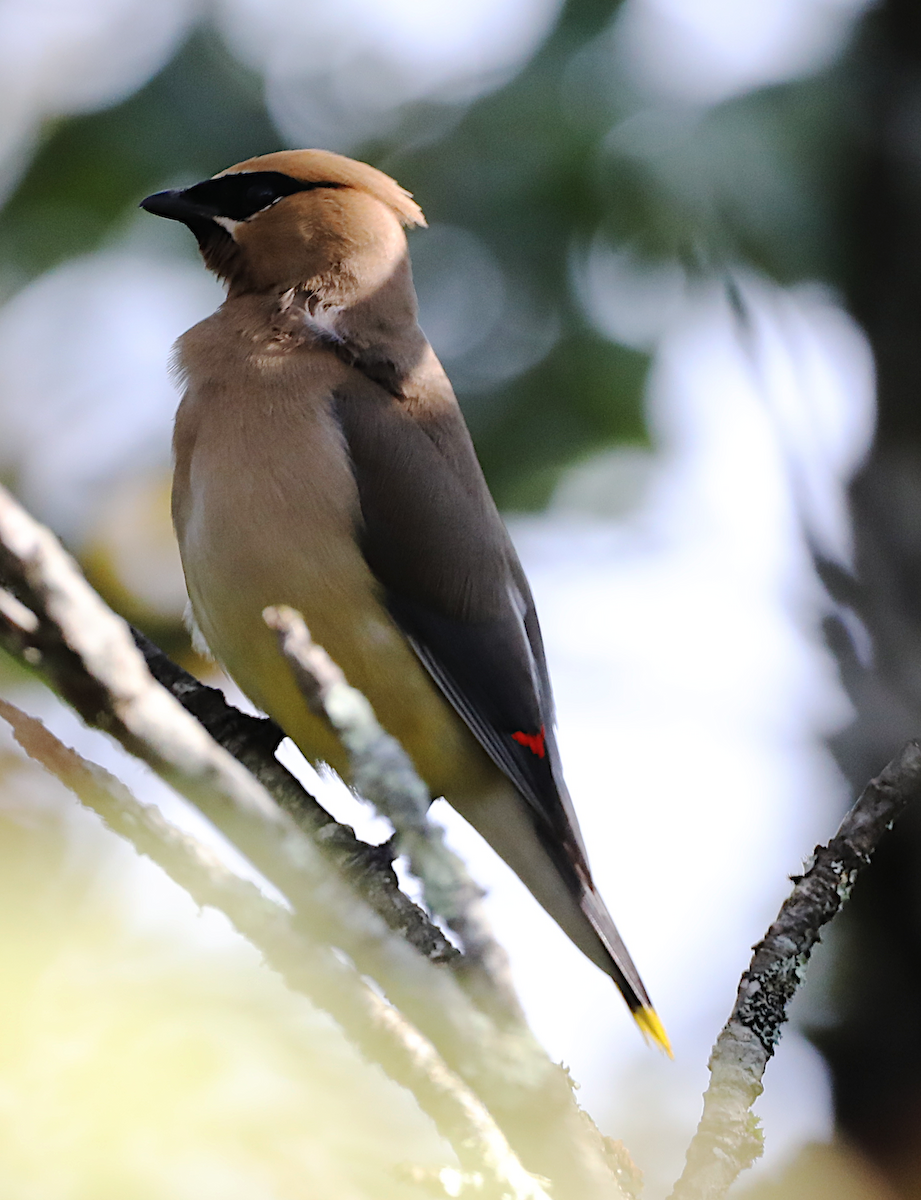 Cedar Waxwing - ML641985222