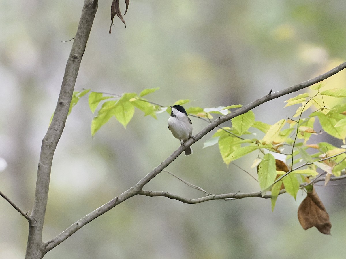Carolina Chickadee - ML641985228