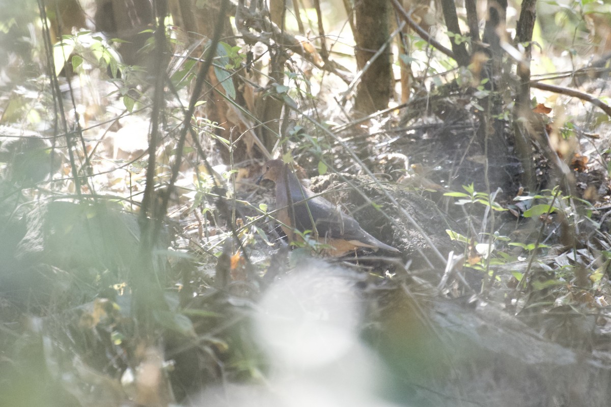 Ochre-bellied Dove - ML641985232