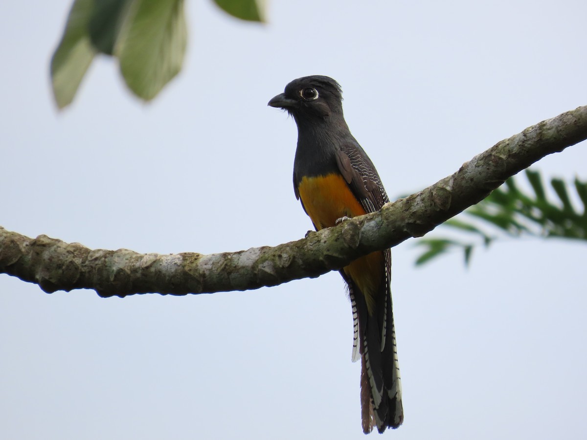 trogon amazonský - ML641985234