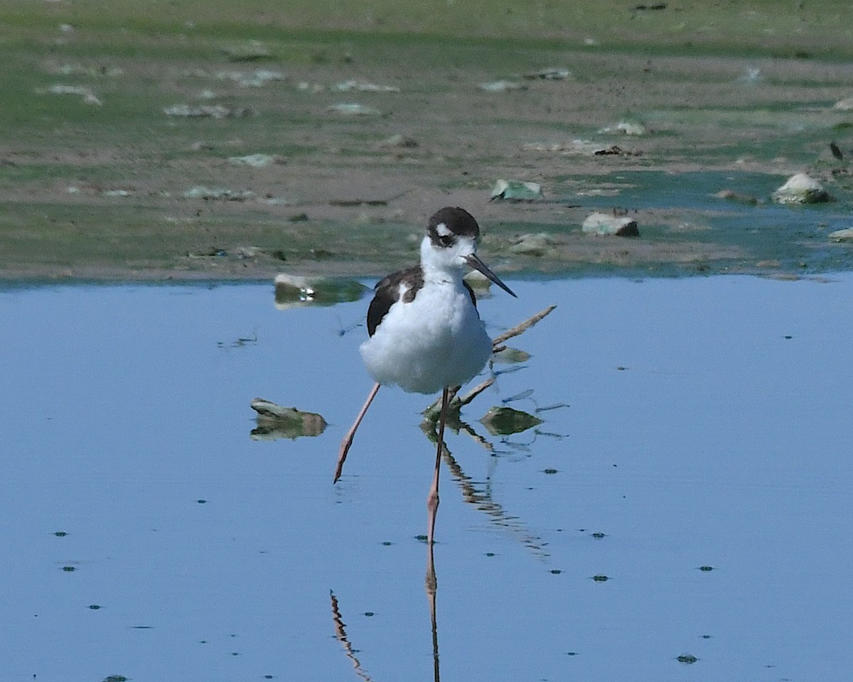 Black-necked Stilt - ML641985245