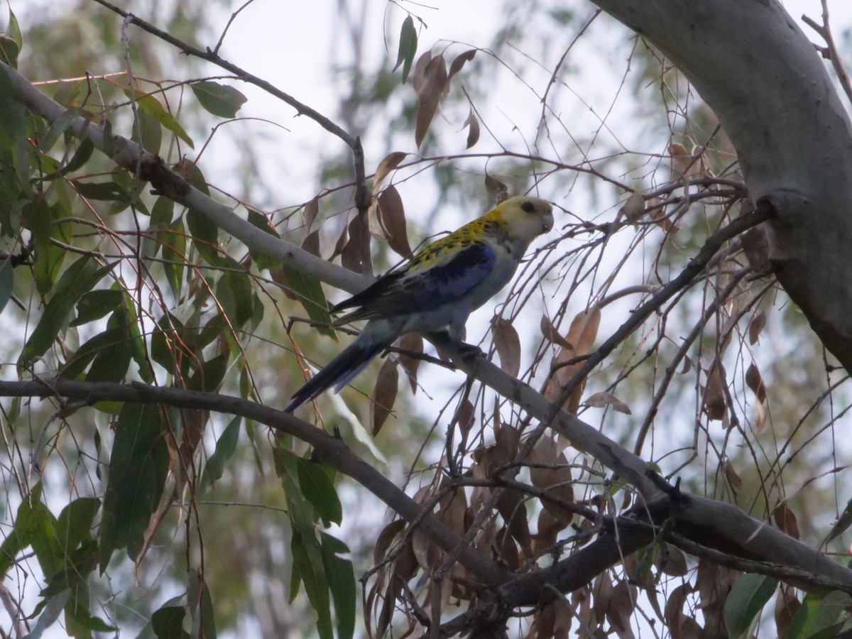 Pale-headed Rosella - ML641985254