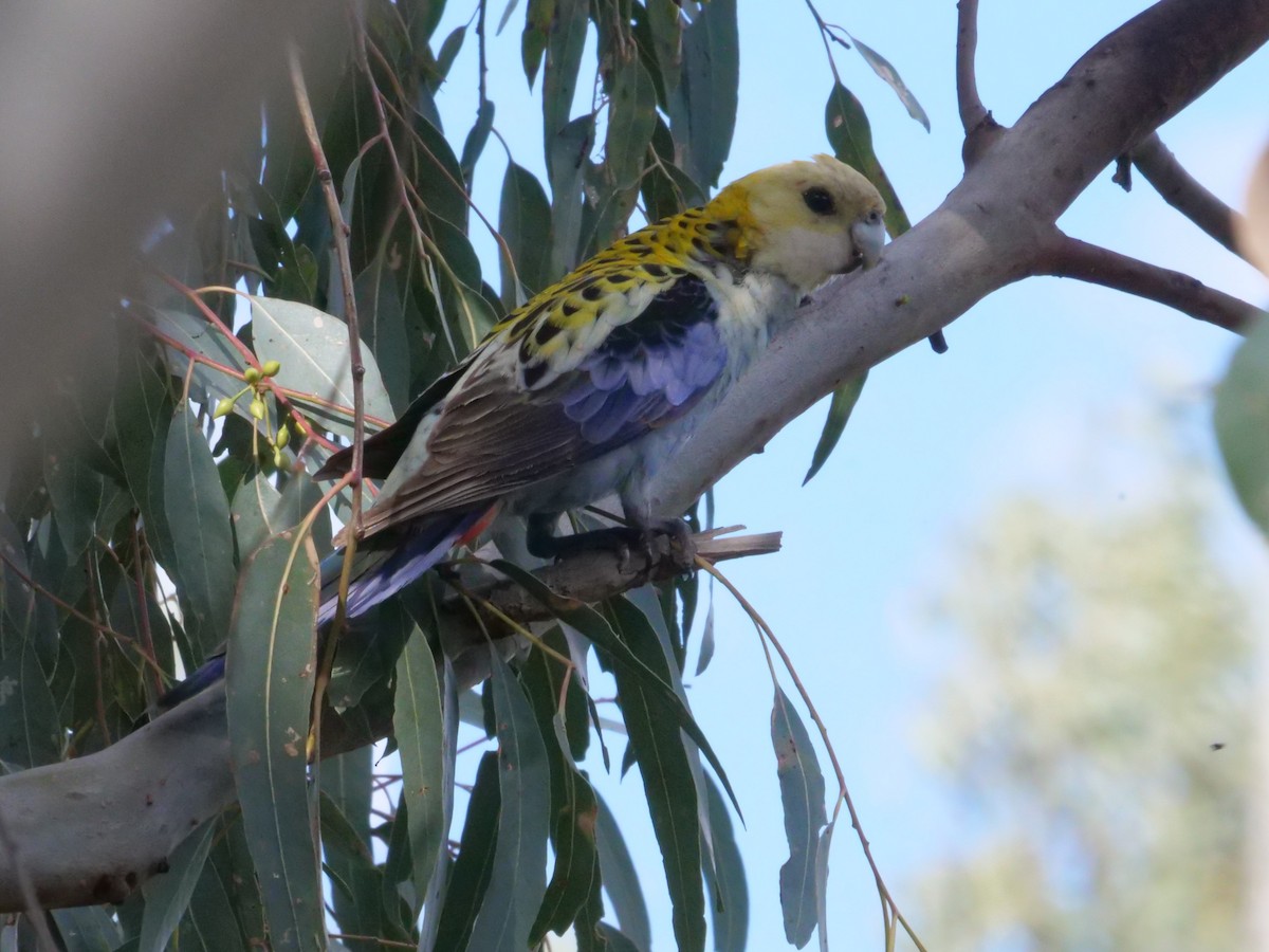 Pale-headed Rosella - ML641985255