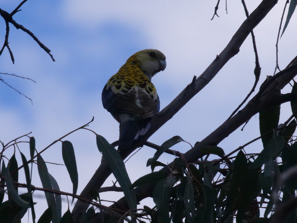Pale-headed Rosella - ML641985256