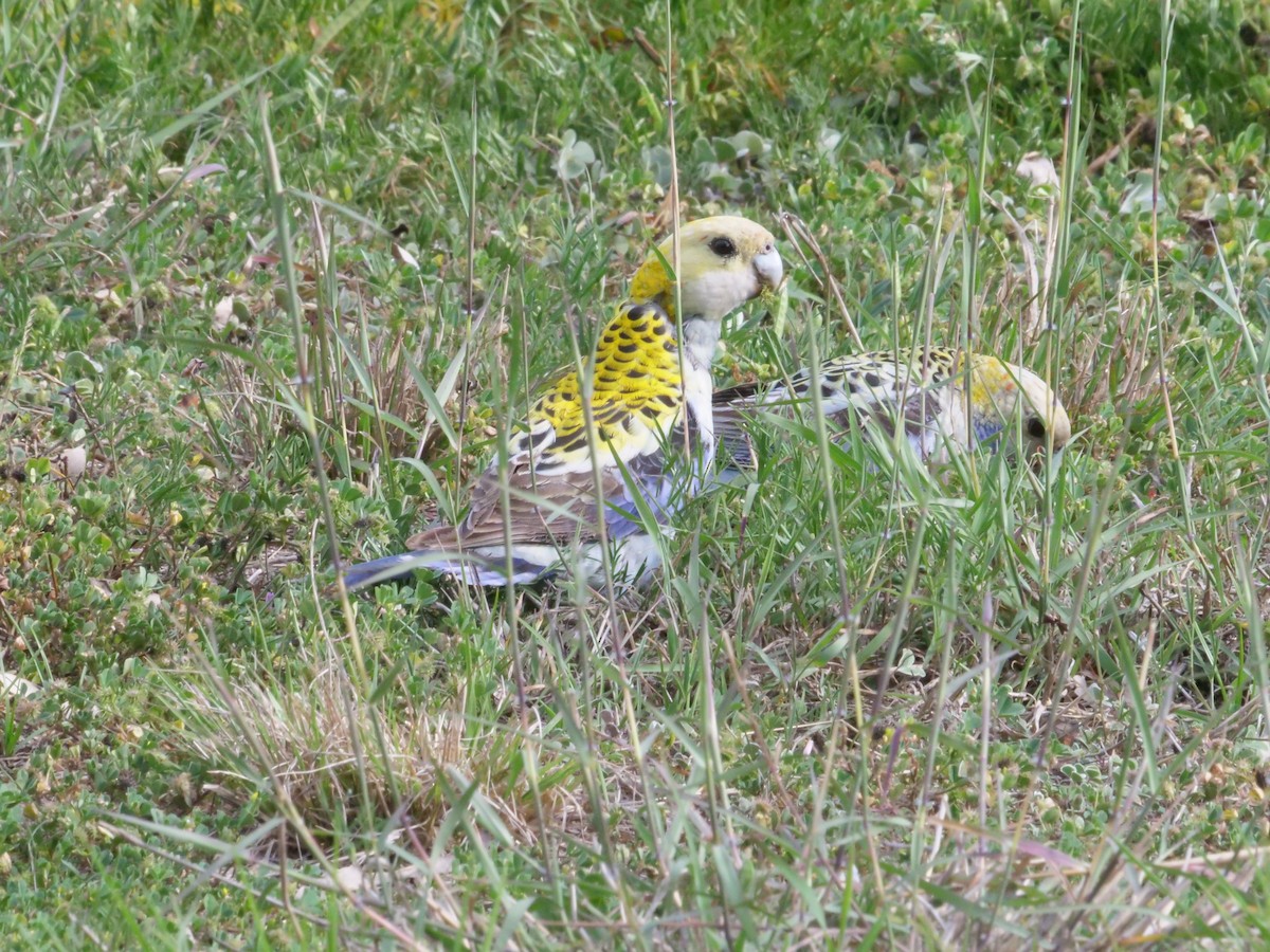 Pale-headed Rosella - ML641985257