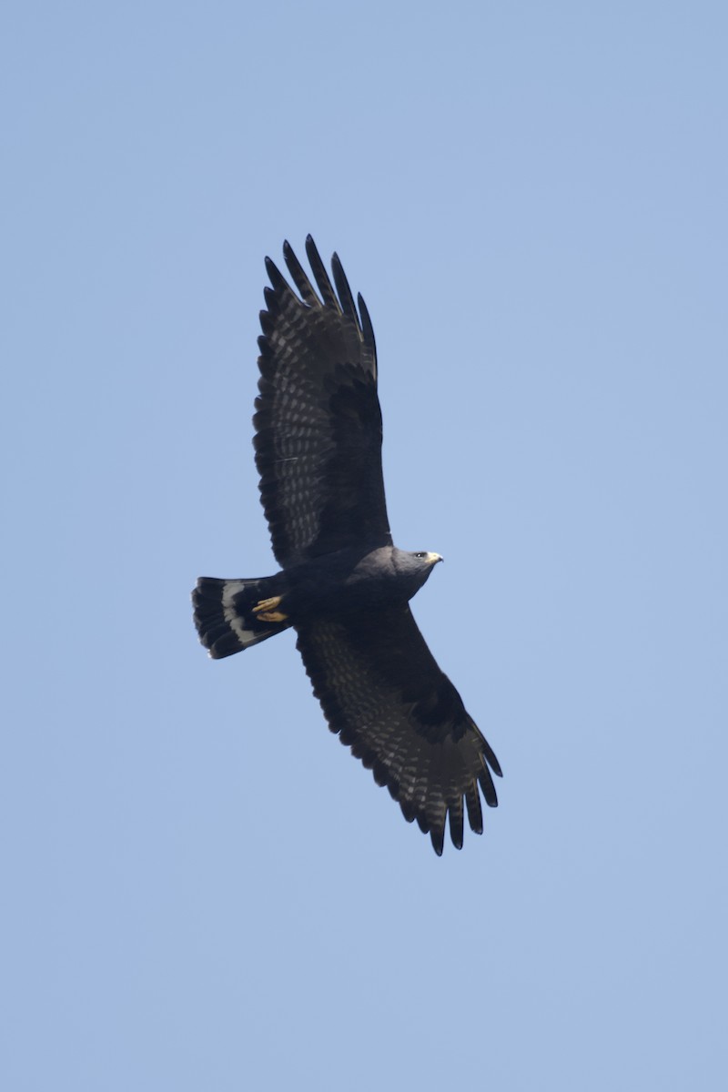Zone-tailed Hawk - ML641985258