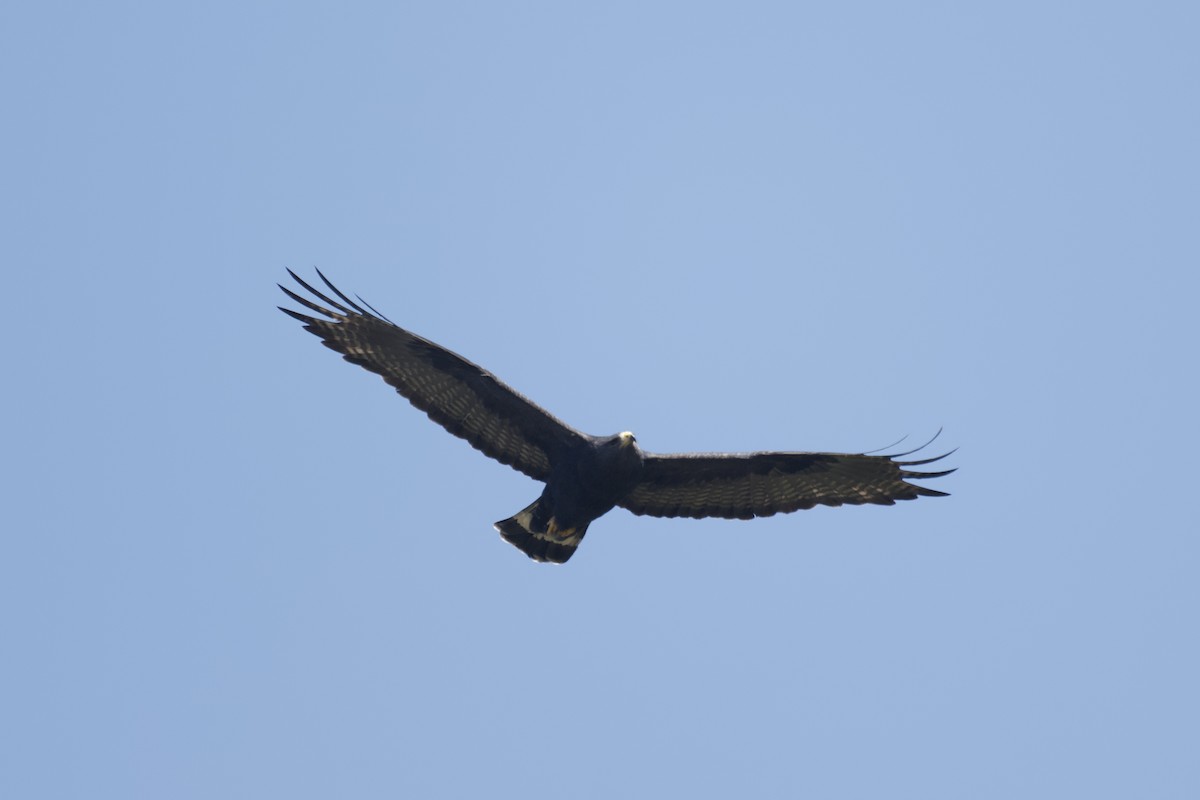 Zone-tailed Hawk - ML641985259