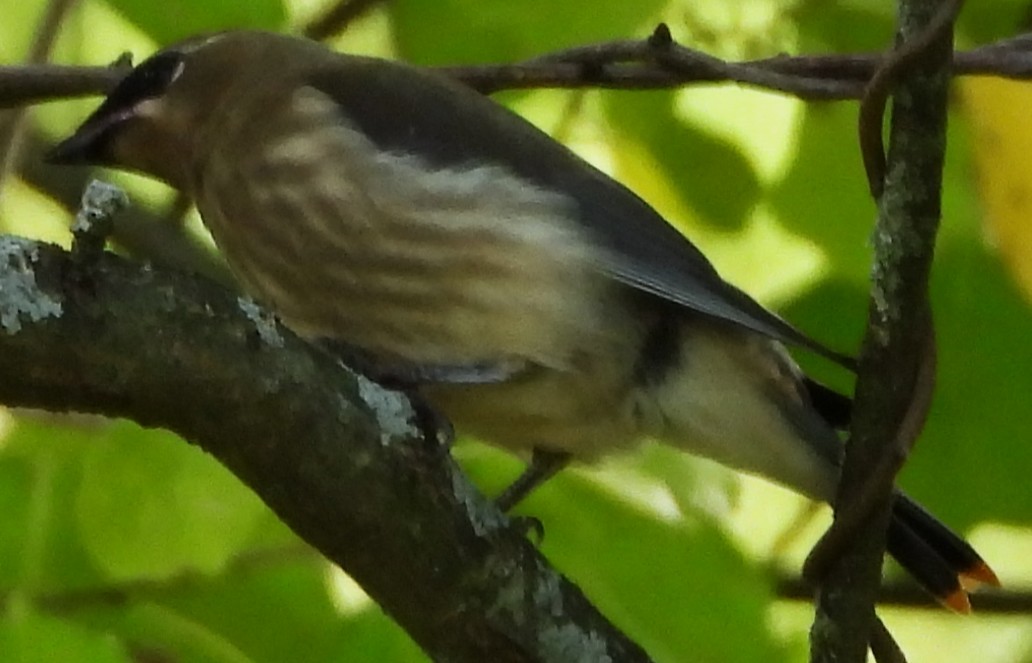 Cedar Waxwing - ML641985268