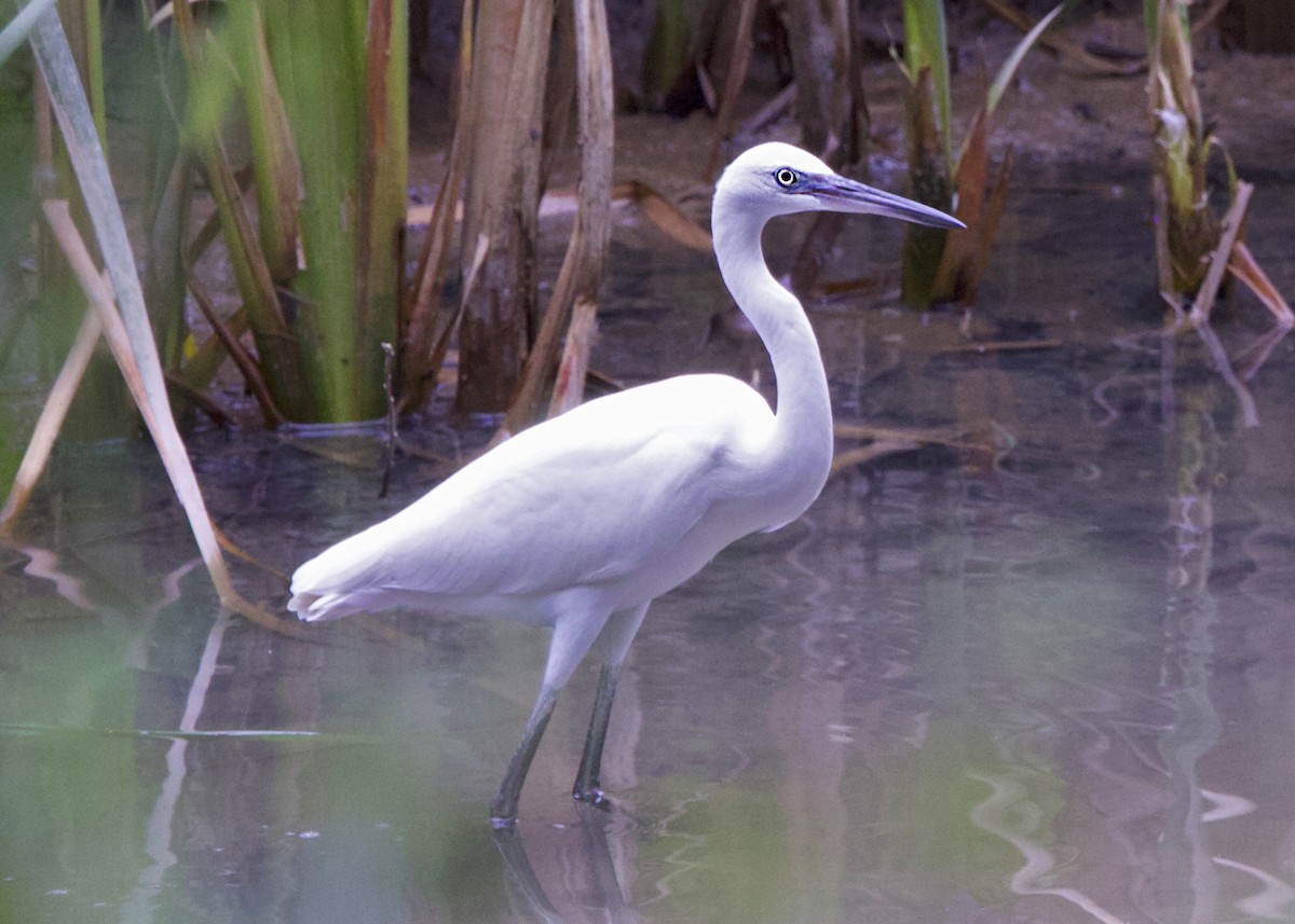 Little Egret - ML641985274