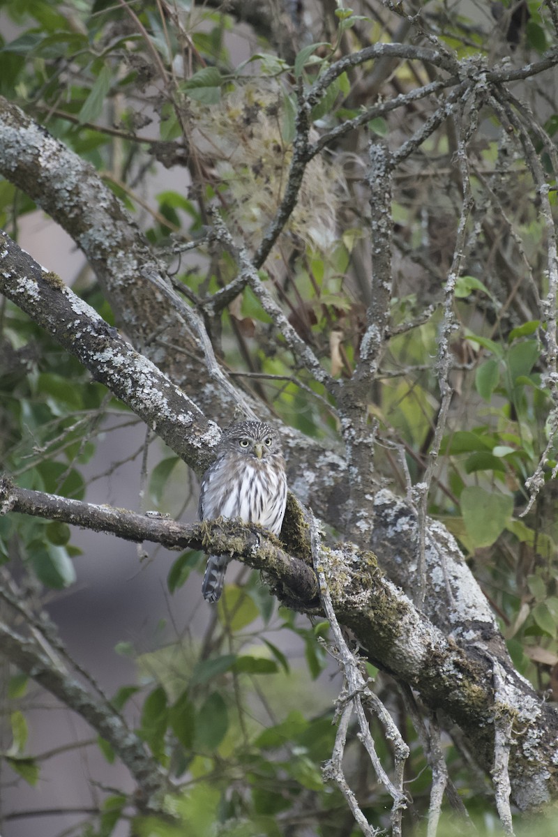 Peruvian Pygmy-Owl - ML641985276