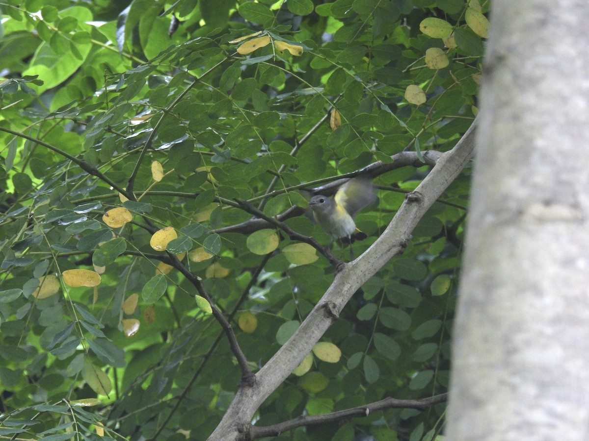 American Redstart - ML641985278