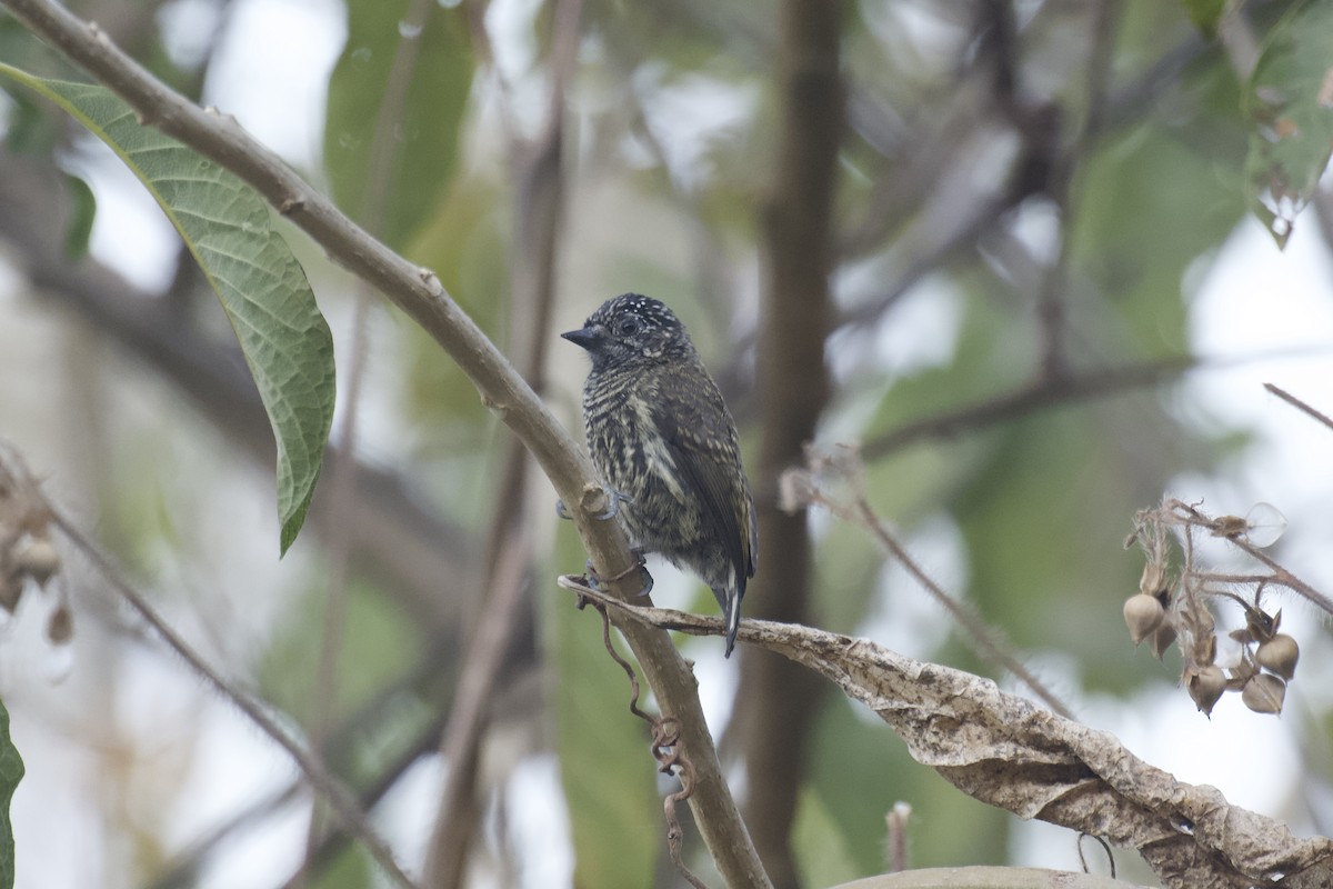 Ecuadorian Piculet - ML641985288