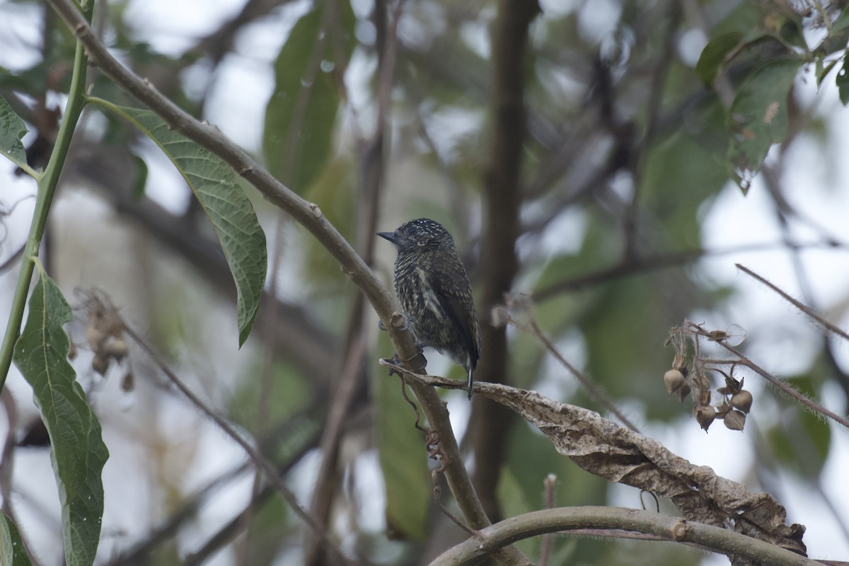 Ecuadorian Piculet - ML641985289