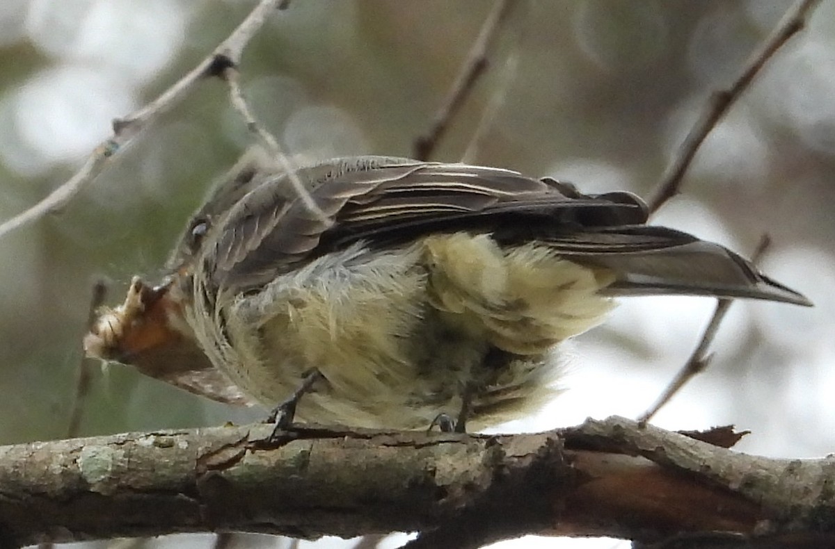 Greater Pewee - ML641985300