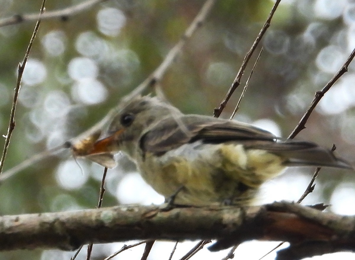 Greater Pewee - ML641985301