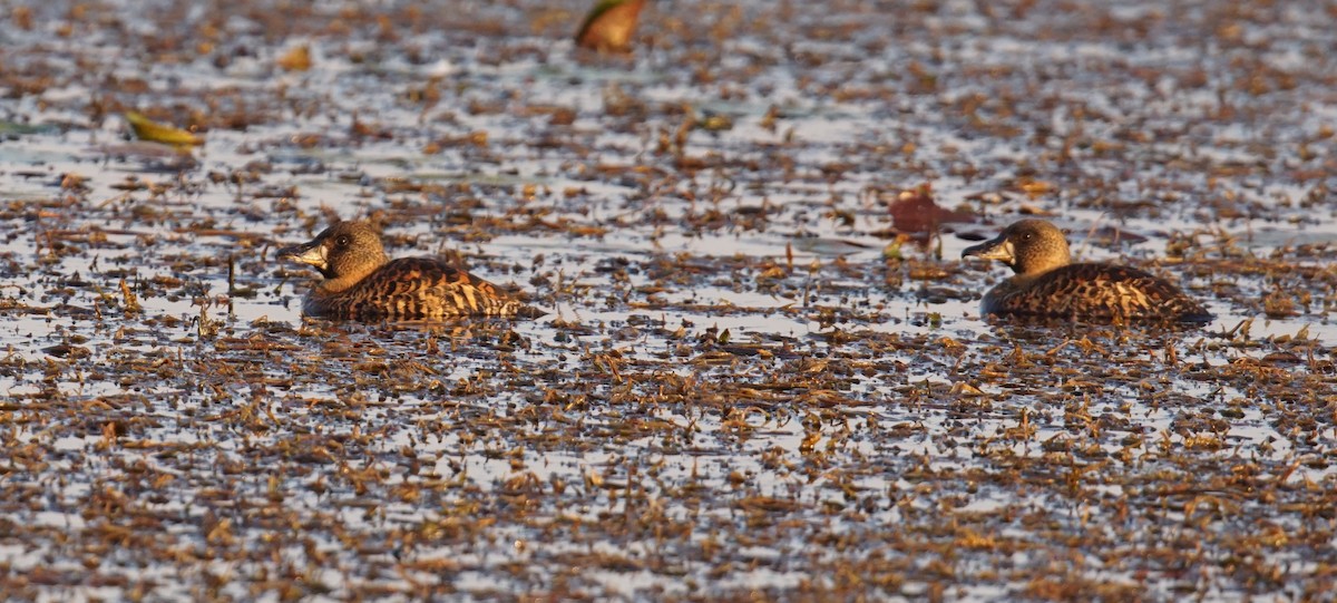 White-backed Duck - ML641985302