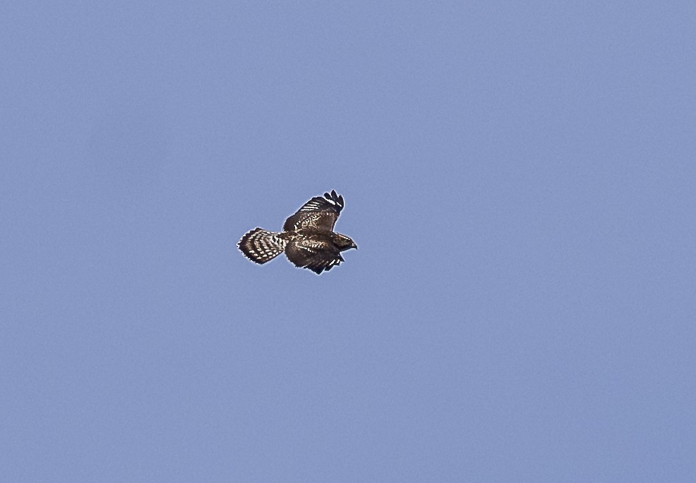Broad-winged Hawk - ML641985303