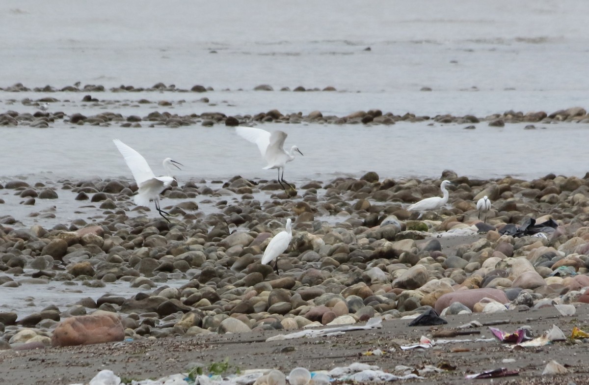 Little Egret - ML641985306