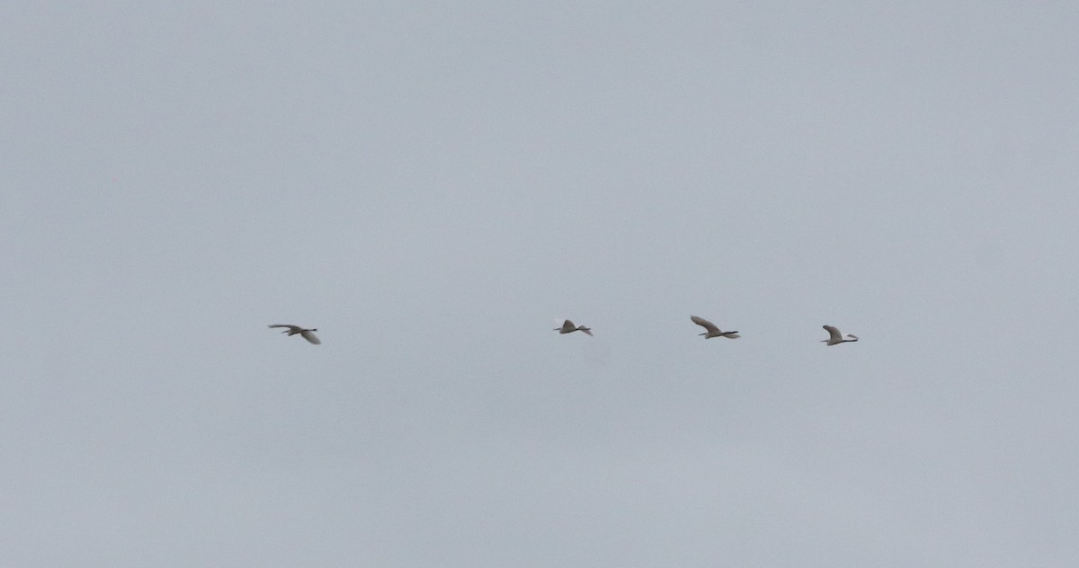 Little Egret - ML641985308