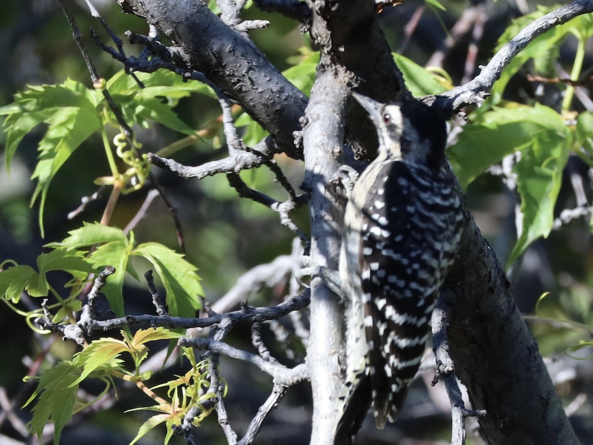 Ladder-backed Woodpecker - ML641985310