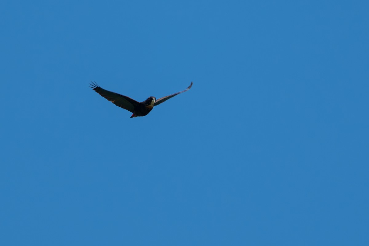 Bronze-winged Parrot - ML641985313