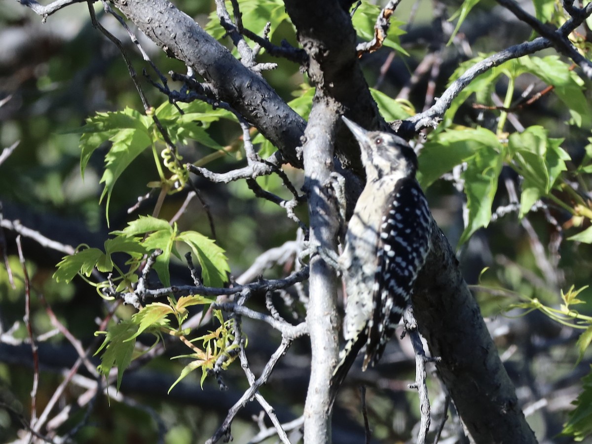Ladder-backed Woodpecker - ML641985328